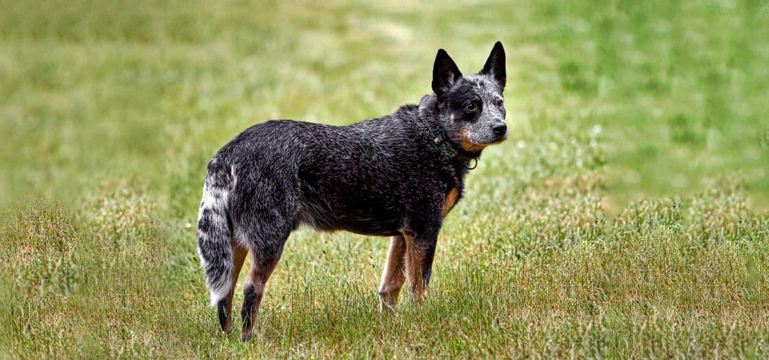 bouvier australien élevage