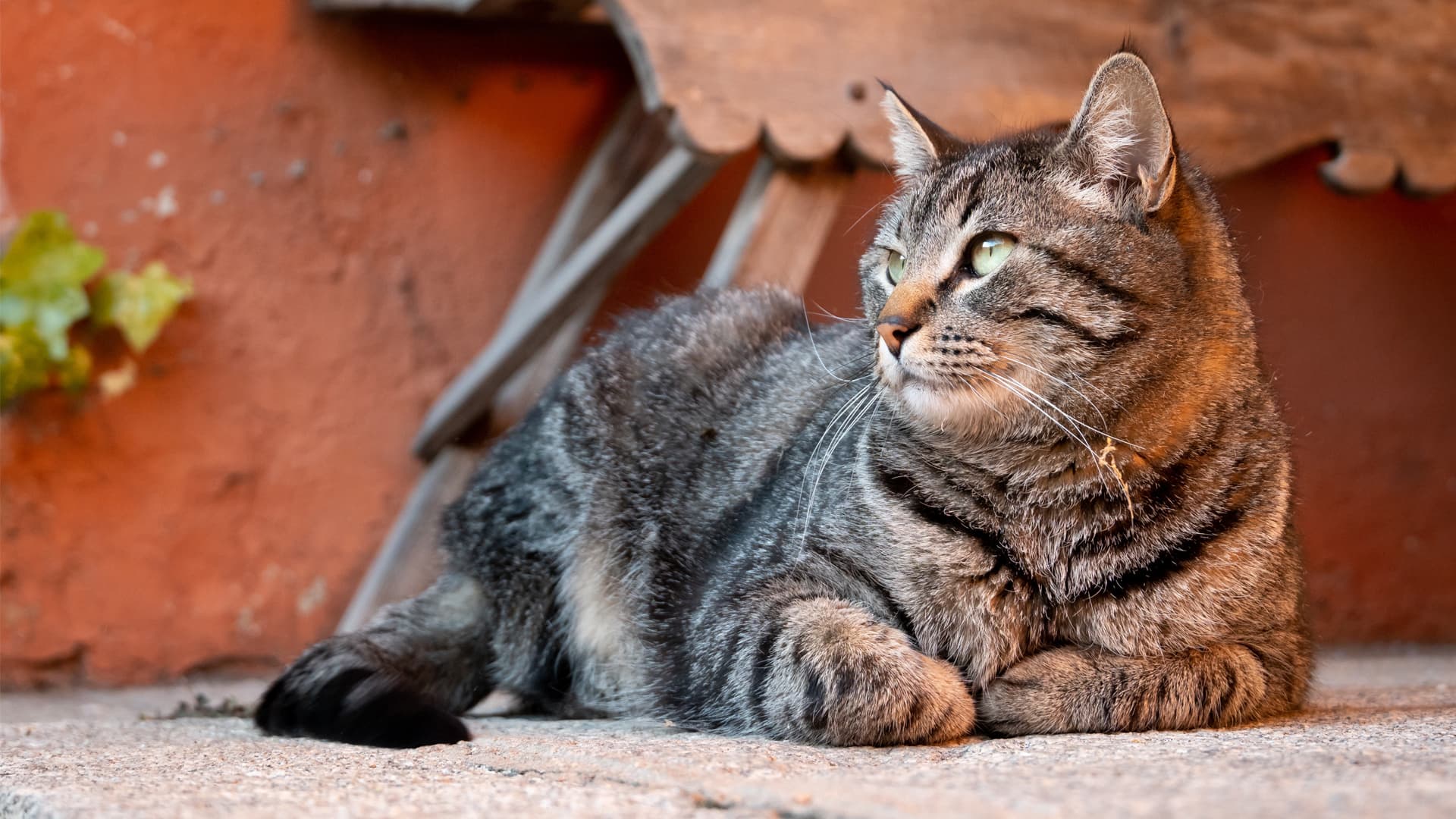 Chat retraite d'élevage à adopter