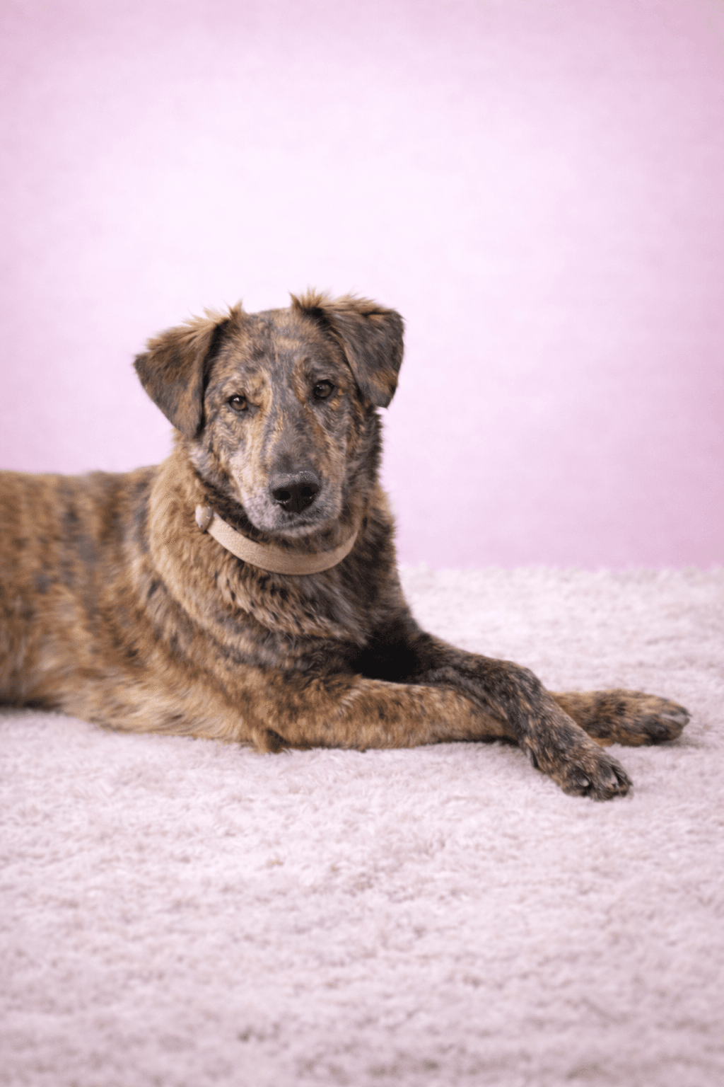 Les différences clés entre éducateur, comportementaliste et dresseur