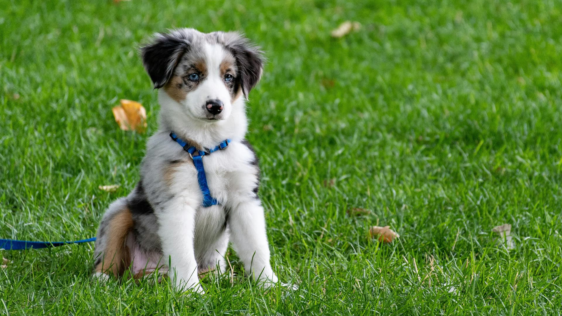 Chiots berger australien bleu merle