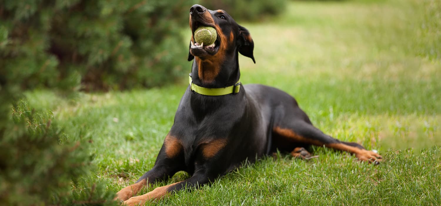 Grand chien poil court