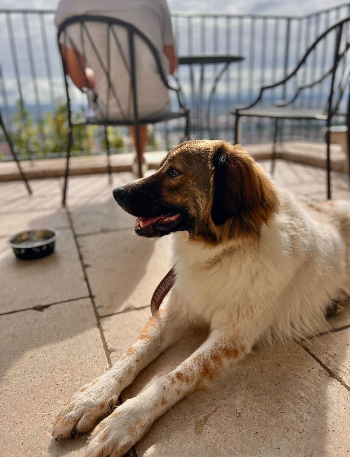 assurance chien chat comparatif