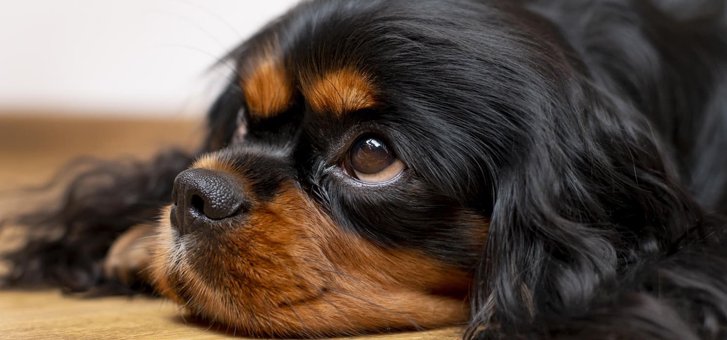 Petit chien calme et affectueux