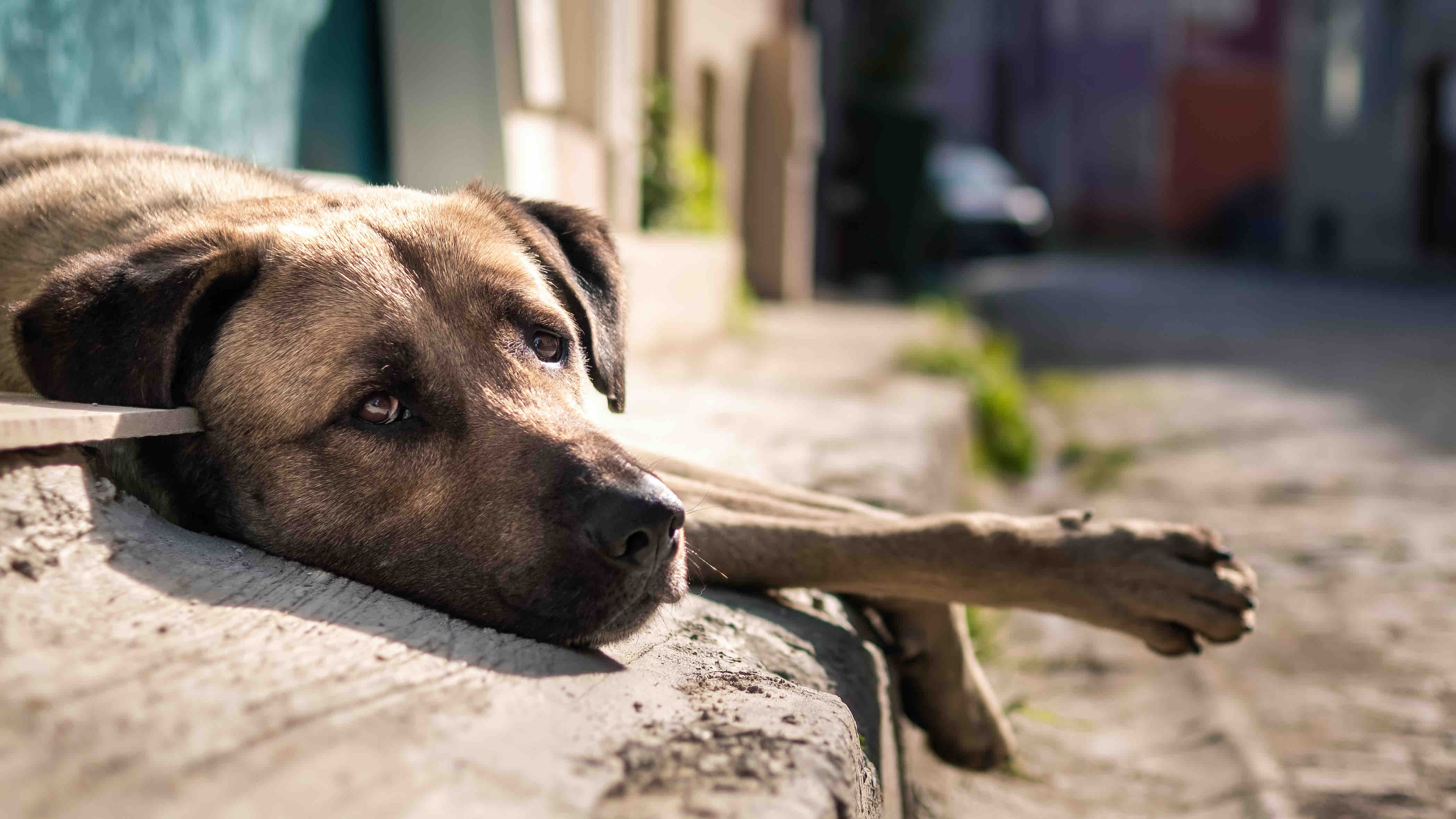 chien abandonné