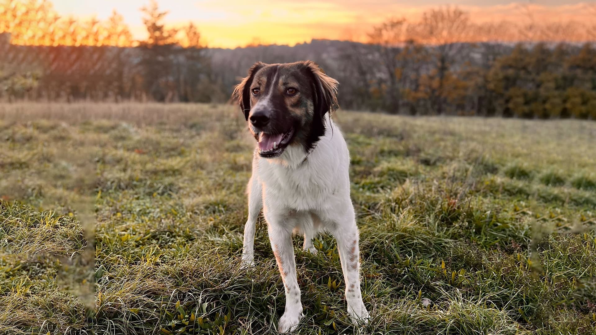 adopter chien roumanie