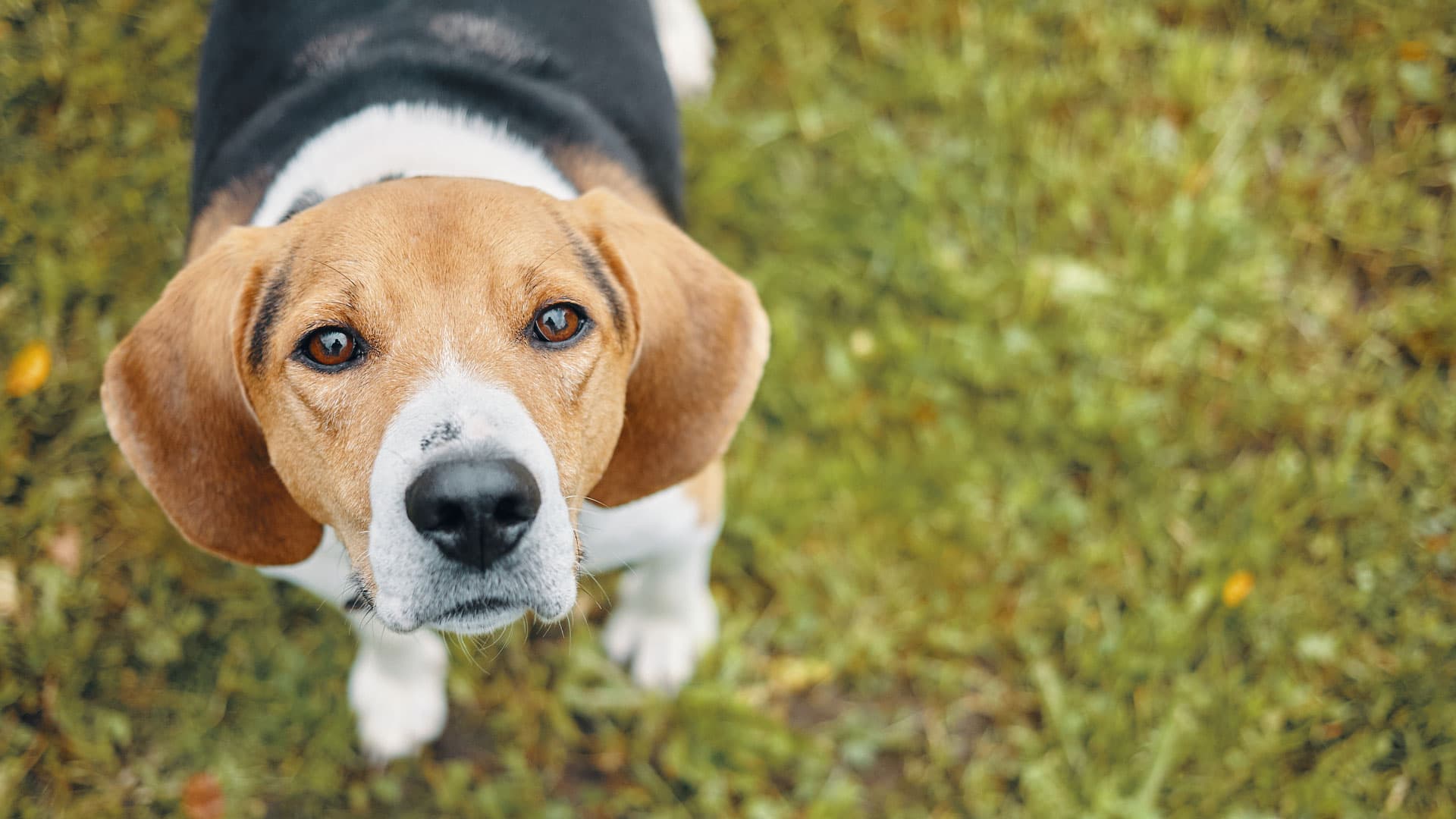 adopter un beagle de laboratoire