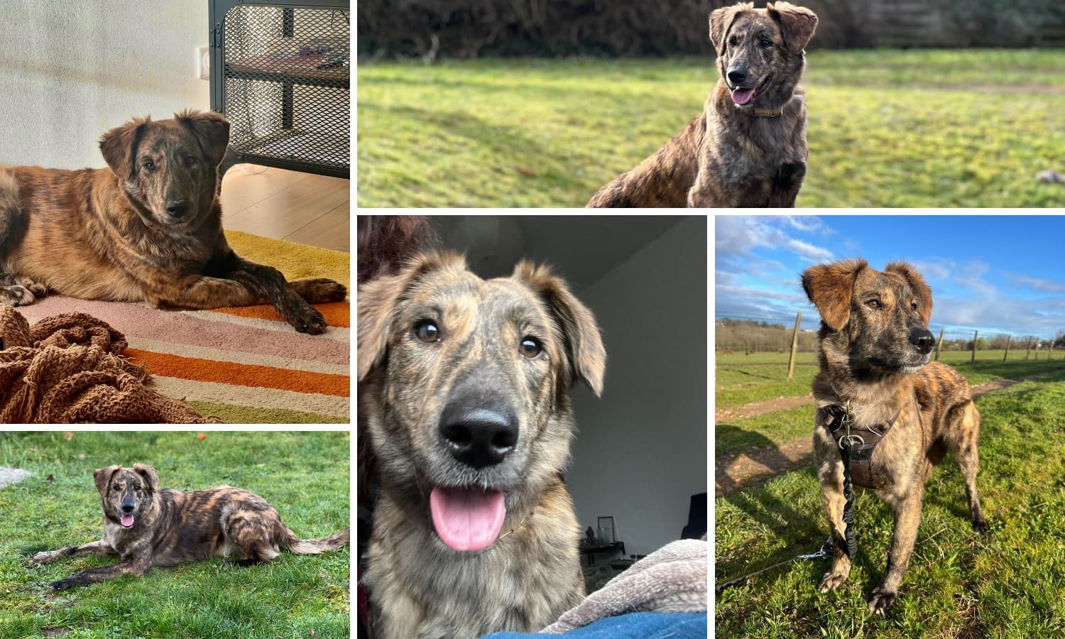 adoption chien roumain