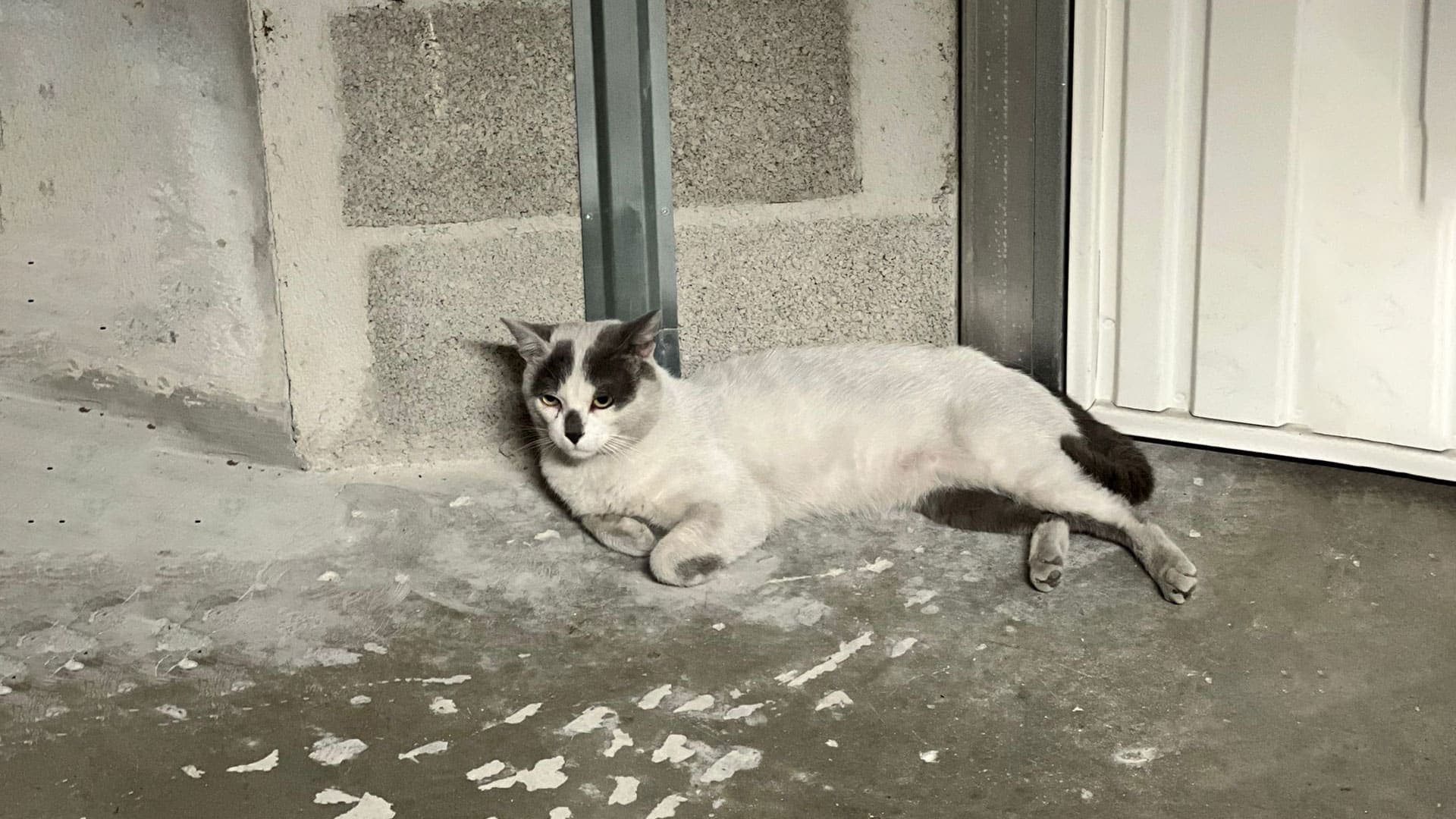 adoption responsable chat