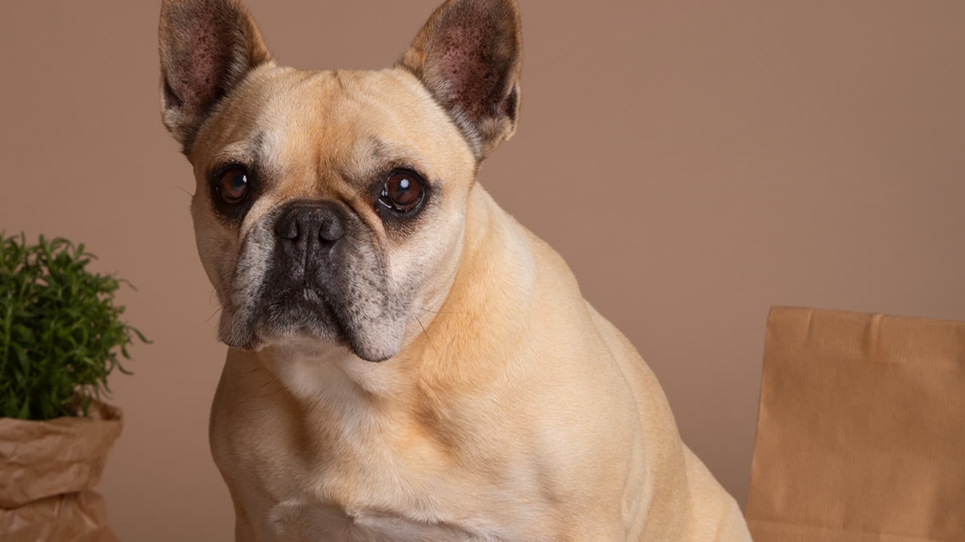 alimentation bouledogue français