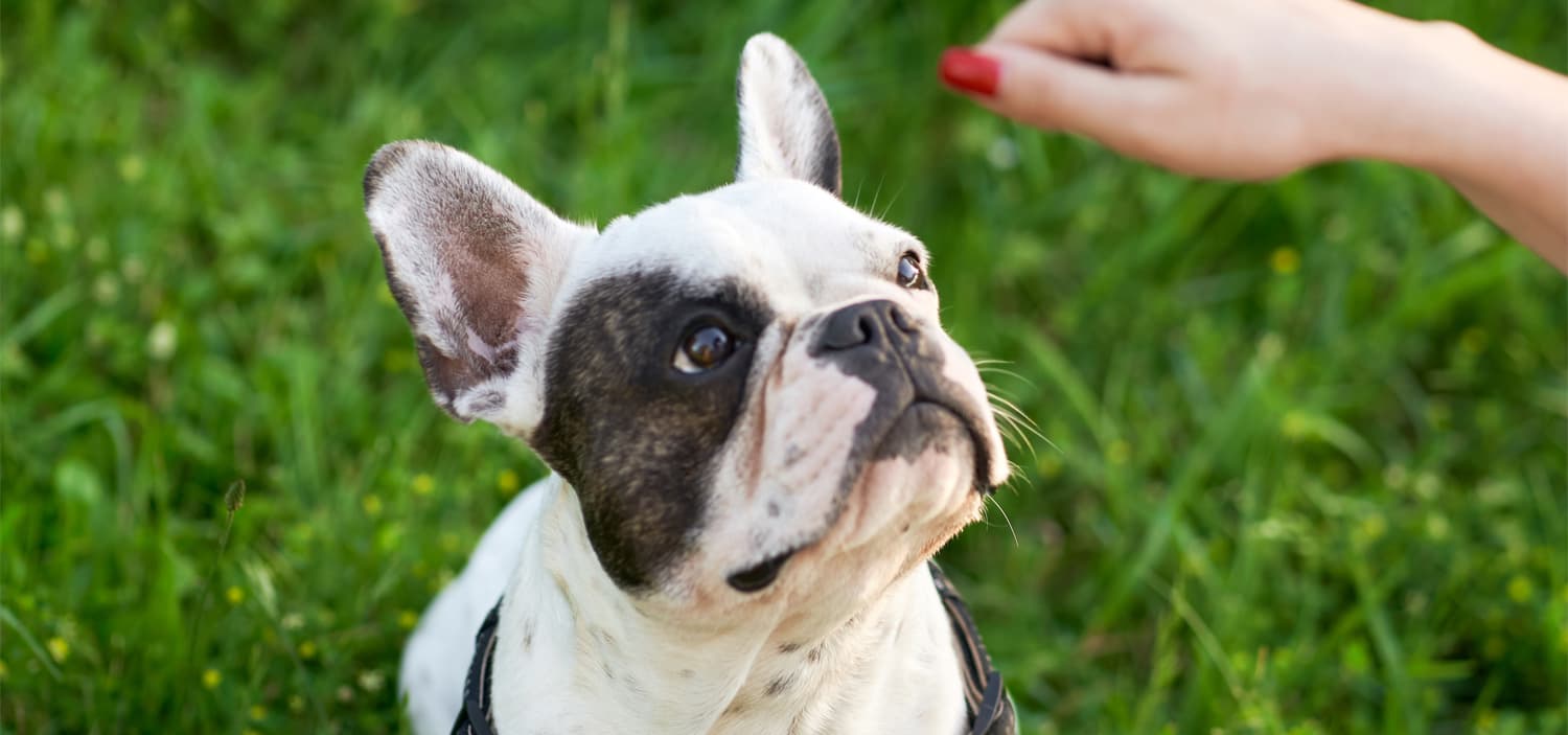 alimentation bouledogue français