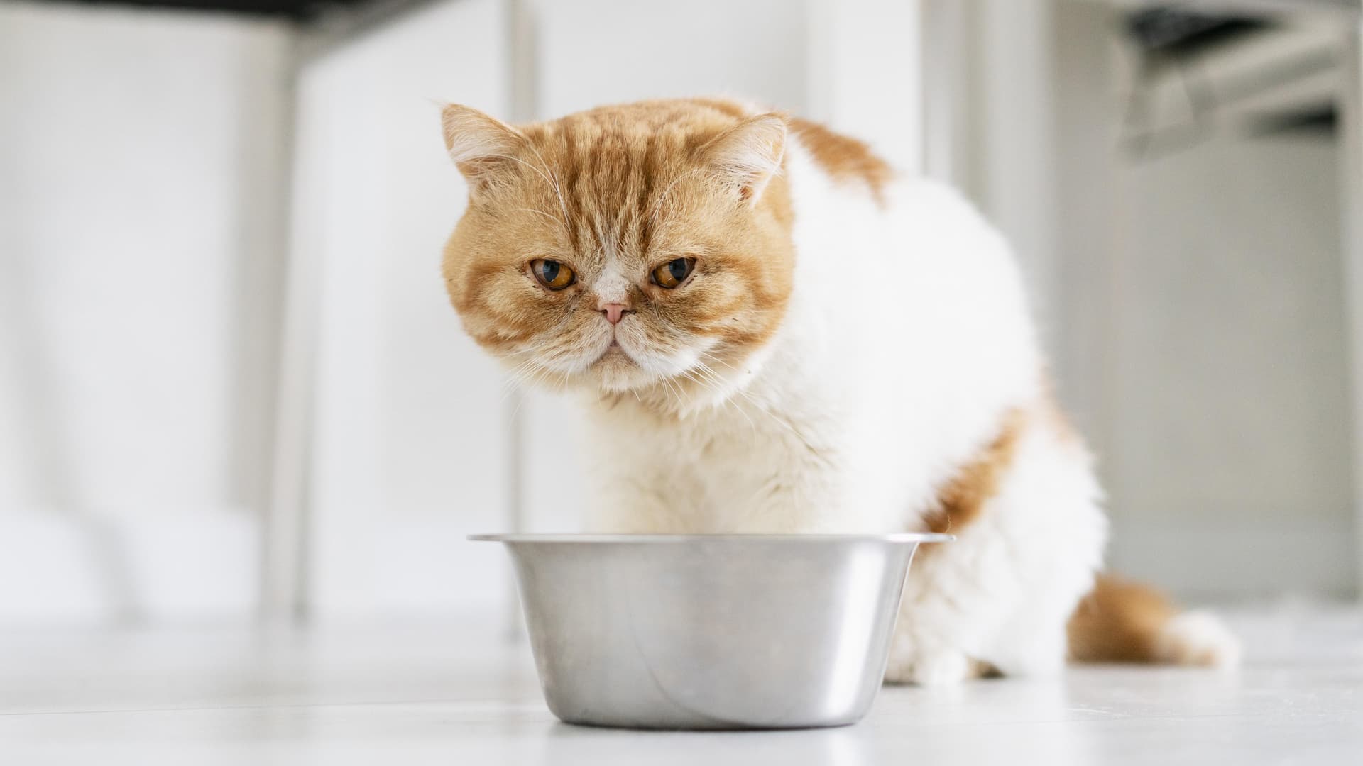 aliments toxiques chats