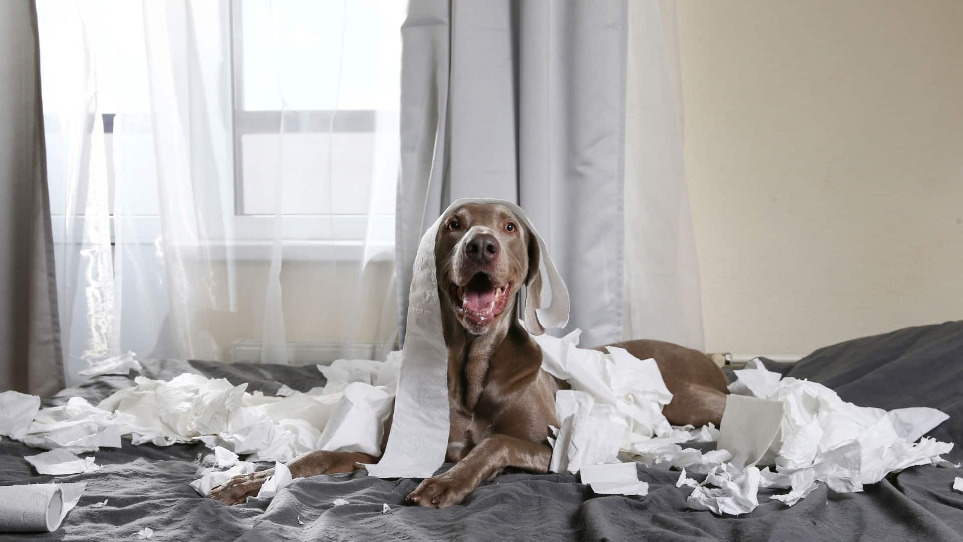 anxiété séparation chien