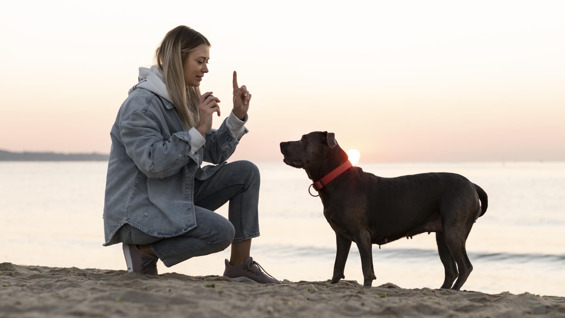 apprendre le rappel à son chien