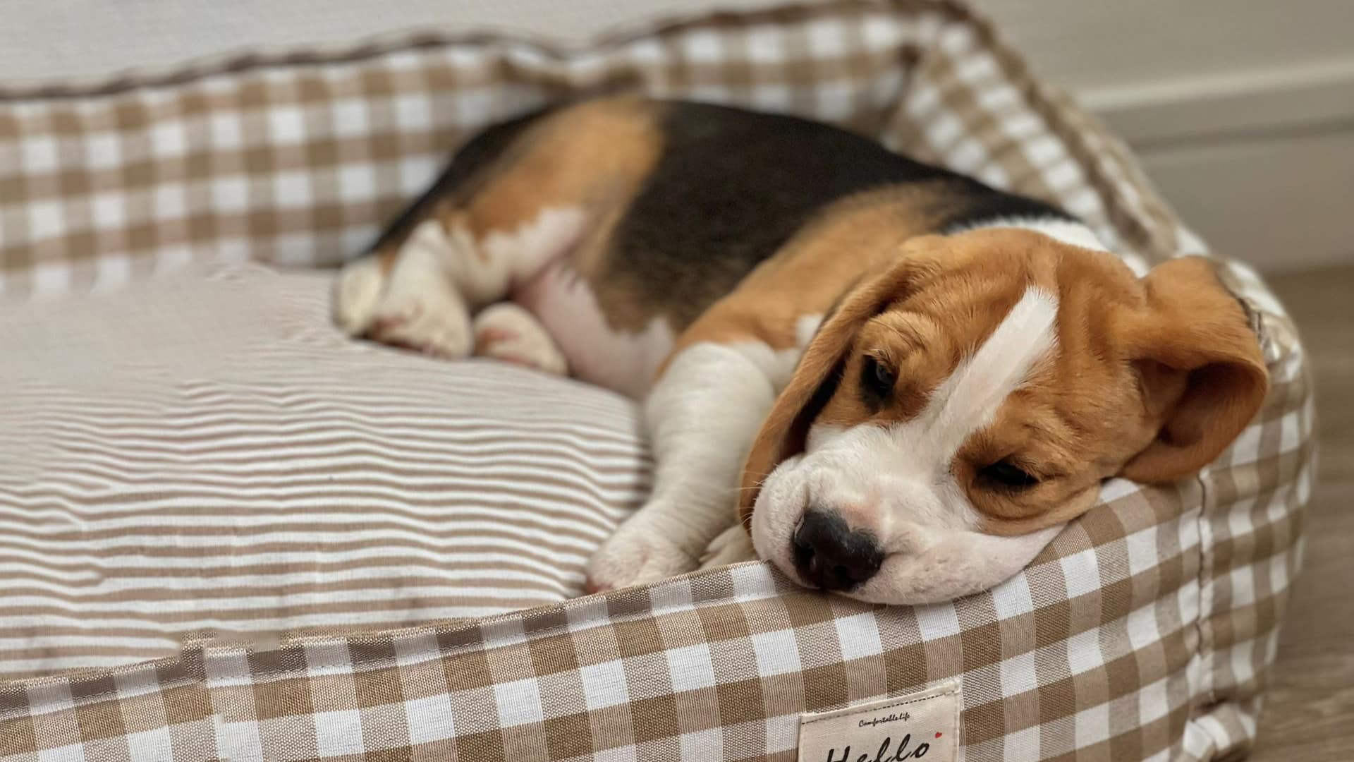 arrivée d'un chiot