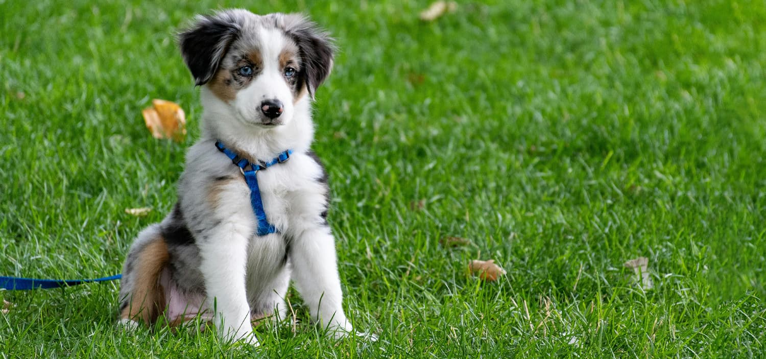 chiot berger americain miniature