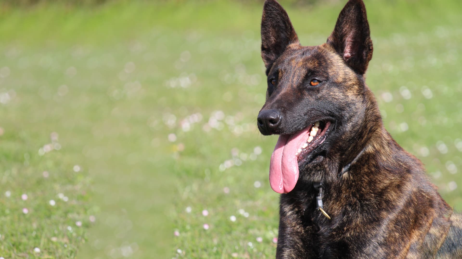 berger hollandais caractère