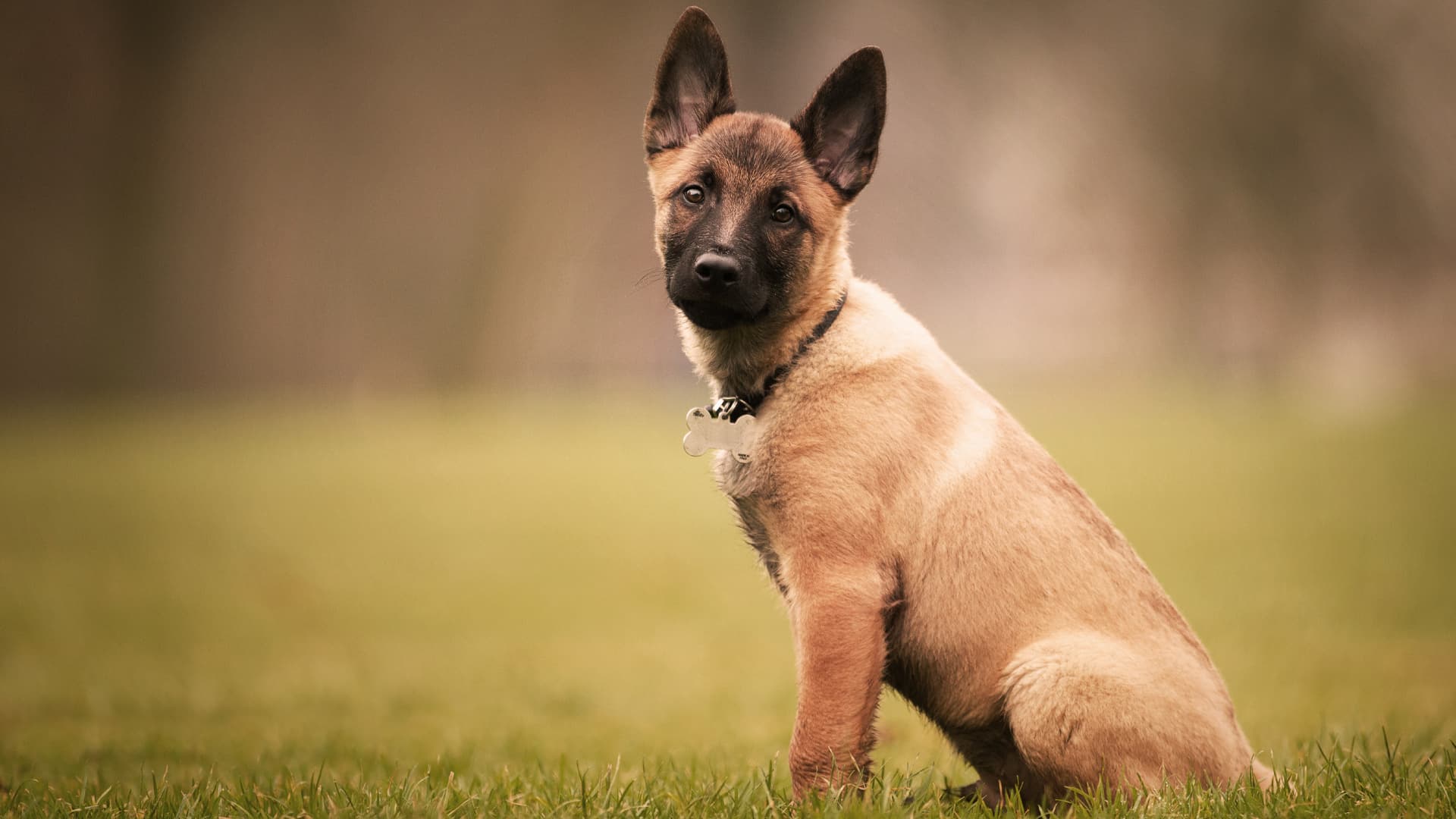 berger malinois chiots