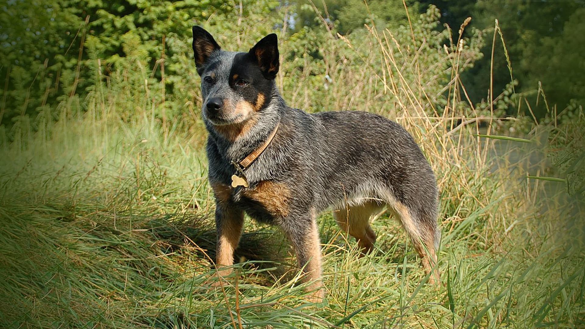 bouvier australien élevage