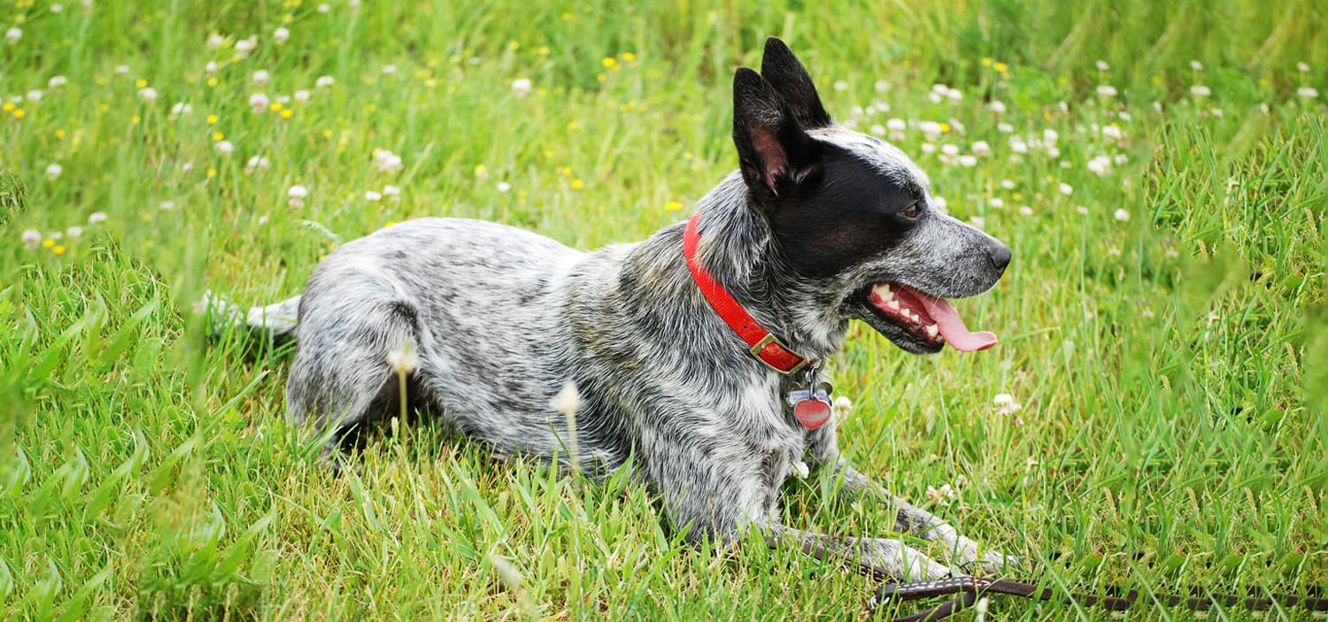 bouvier australien élevage