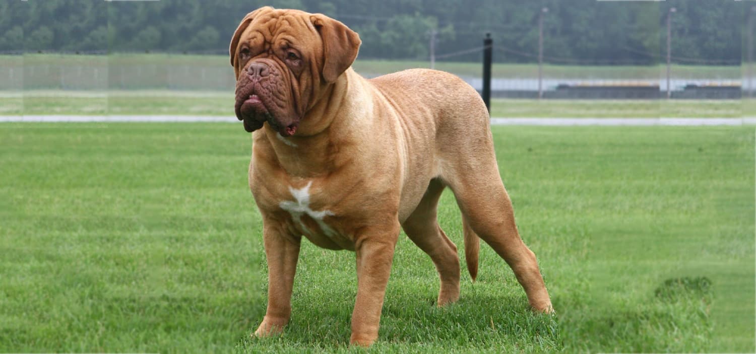 dogue de bordeaux caractere