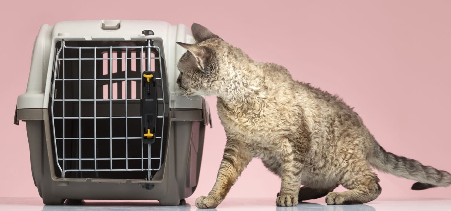 chat déménagement dépression