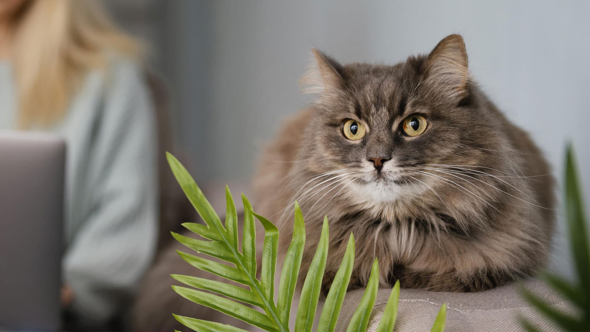 chat obèse