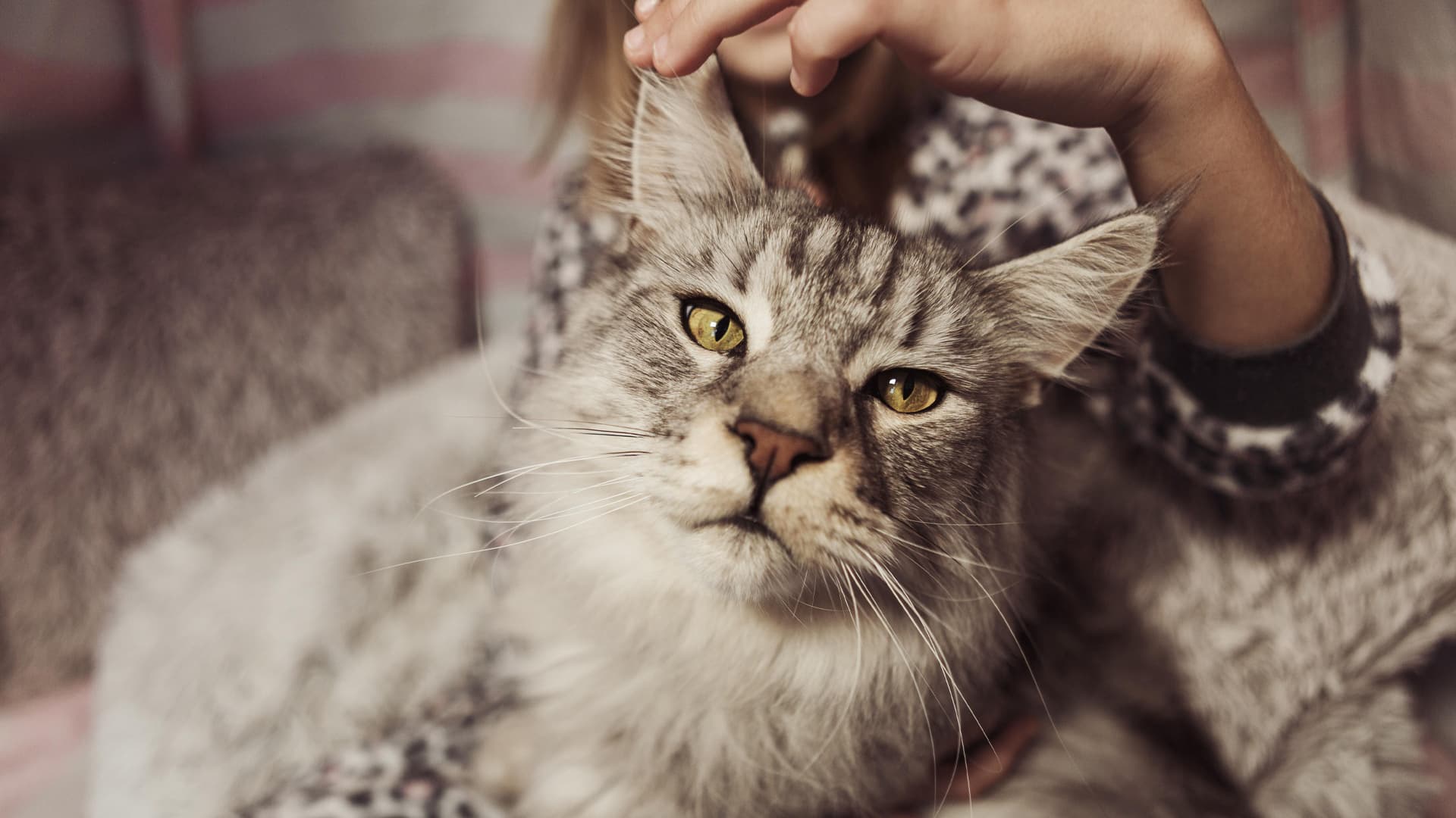 chat qui ressemble à un lynx