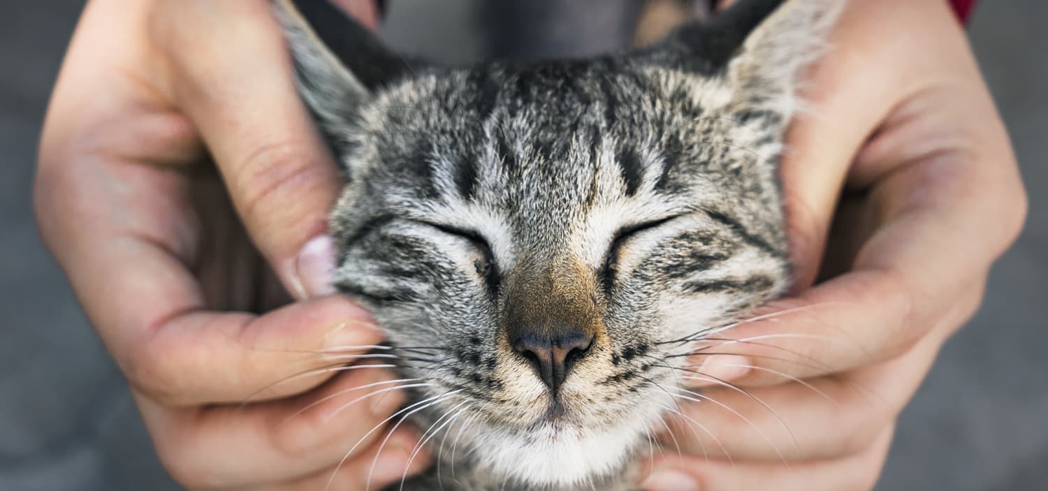 chat qui ressemble à un lynx