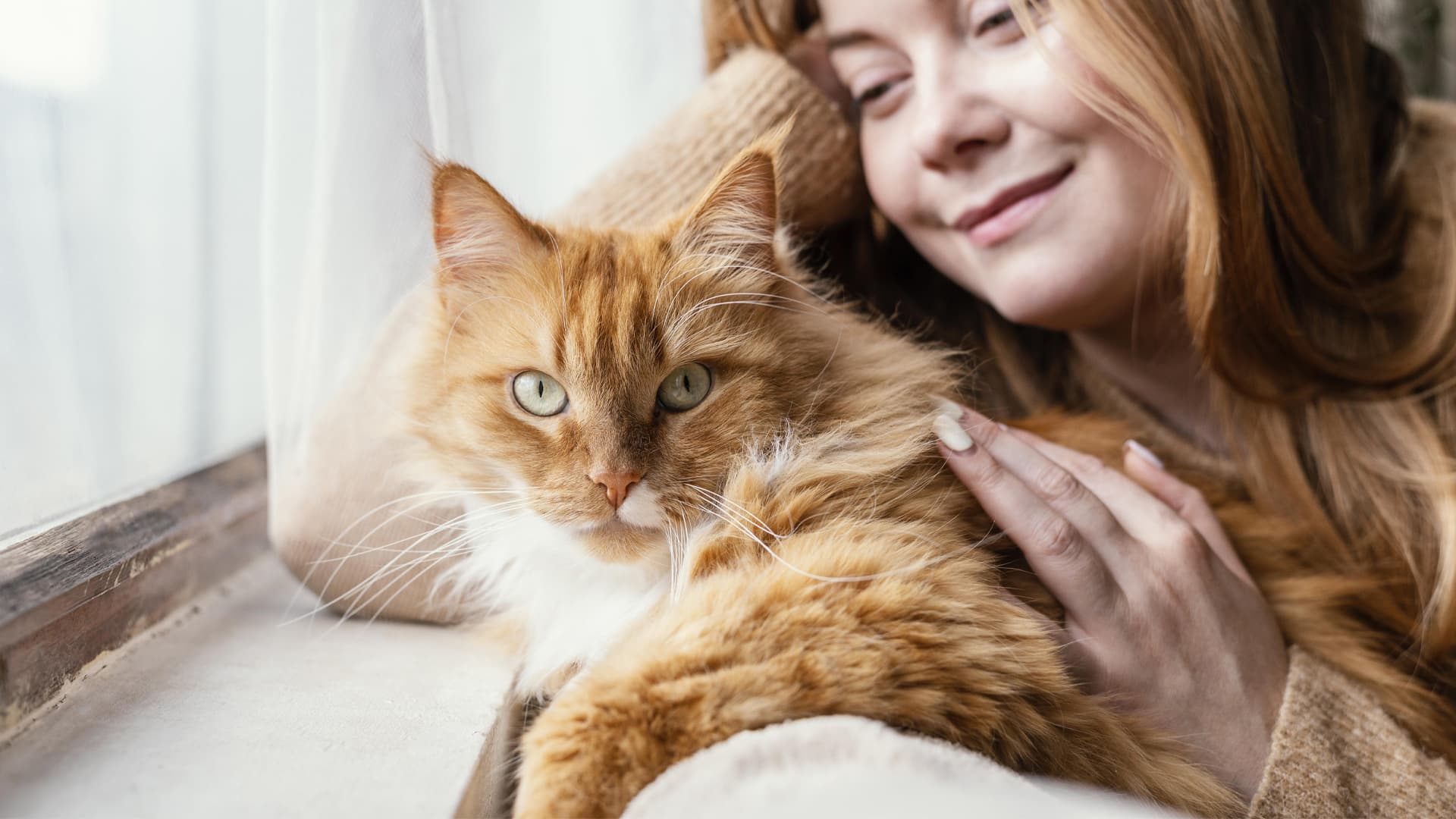 chat retraité d élevage à adopter