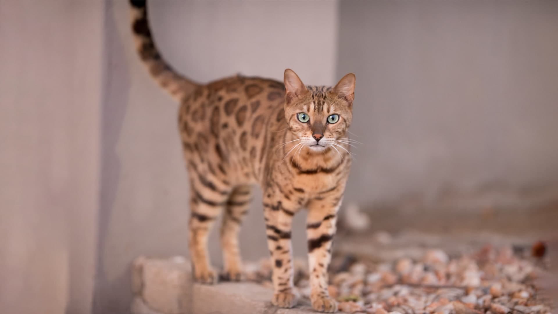 Chat hypoallergenique