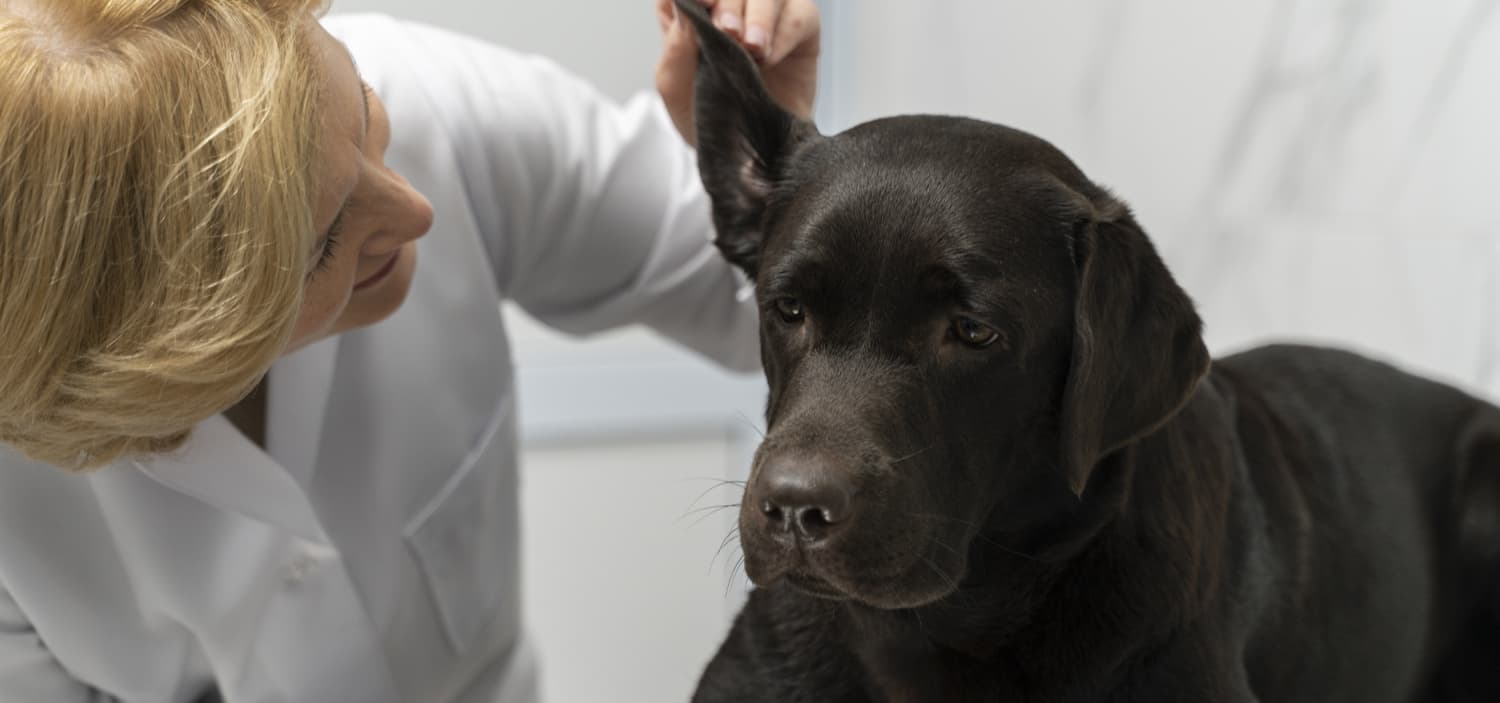 chien avec puces que faire