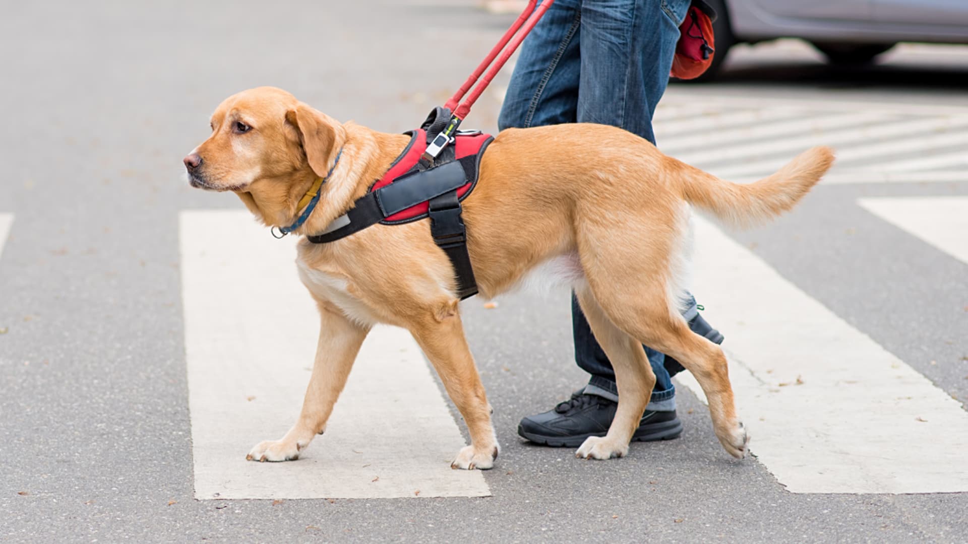 chien d'assistance