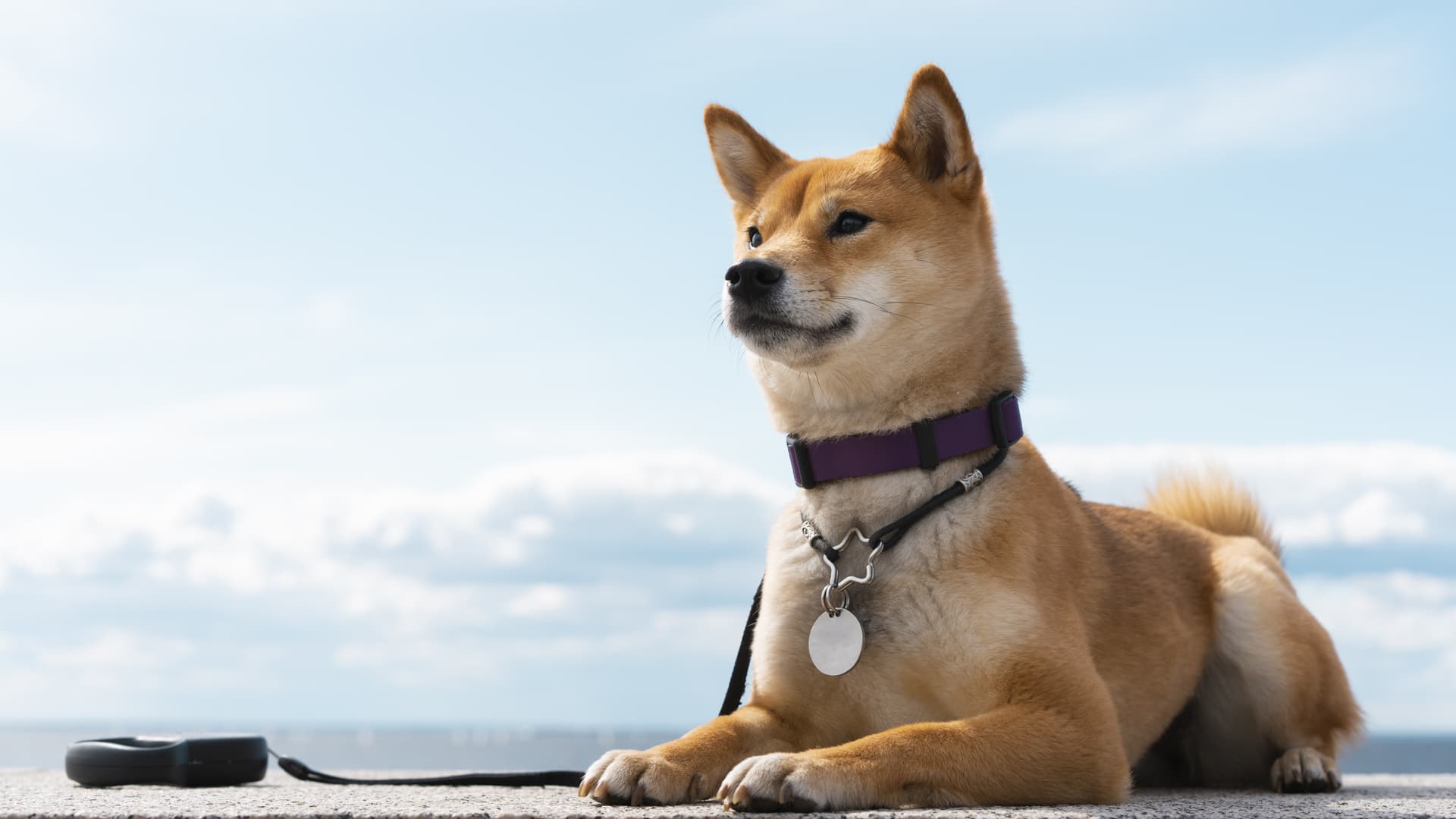 chien en avion