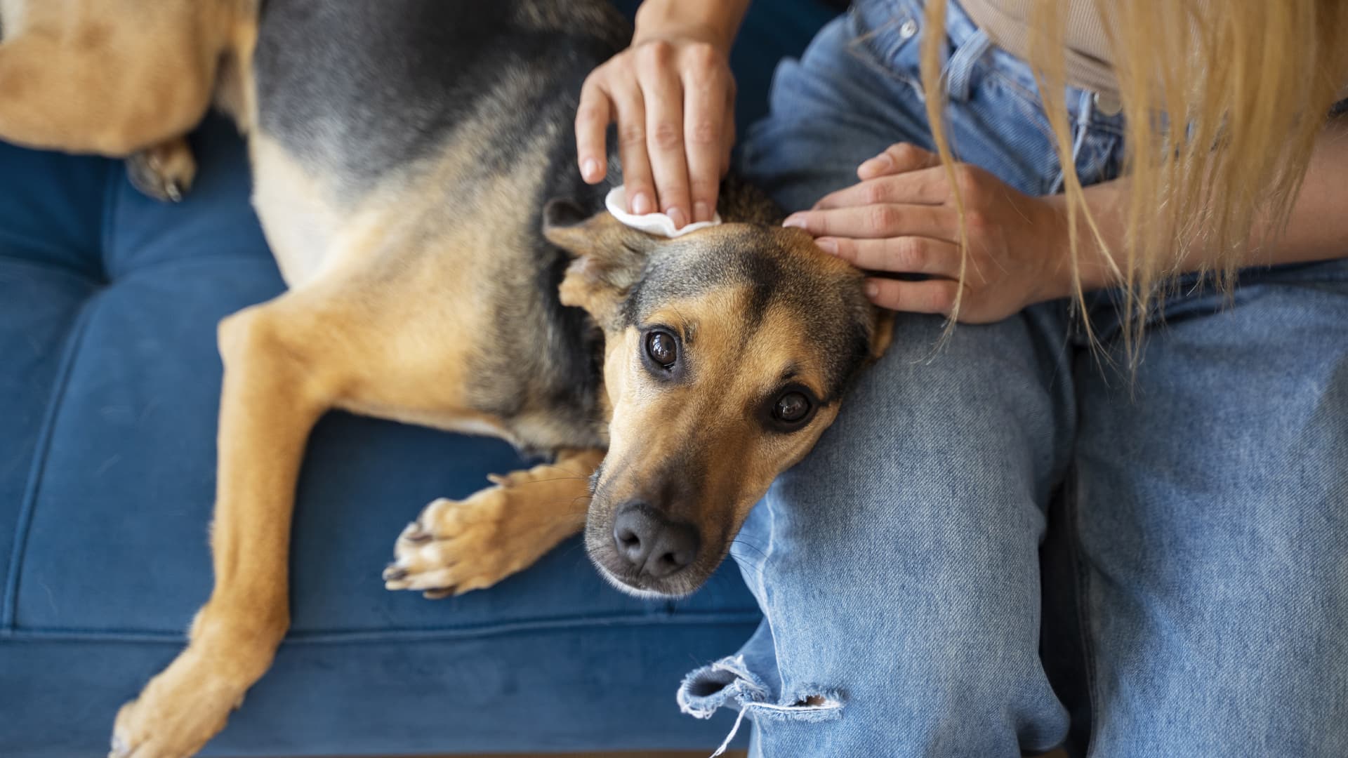 chien puces que faire
