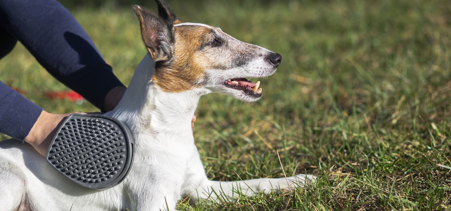 chien puces traitement