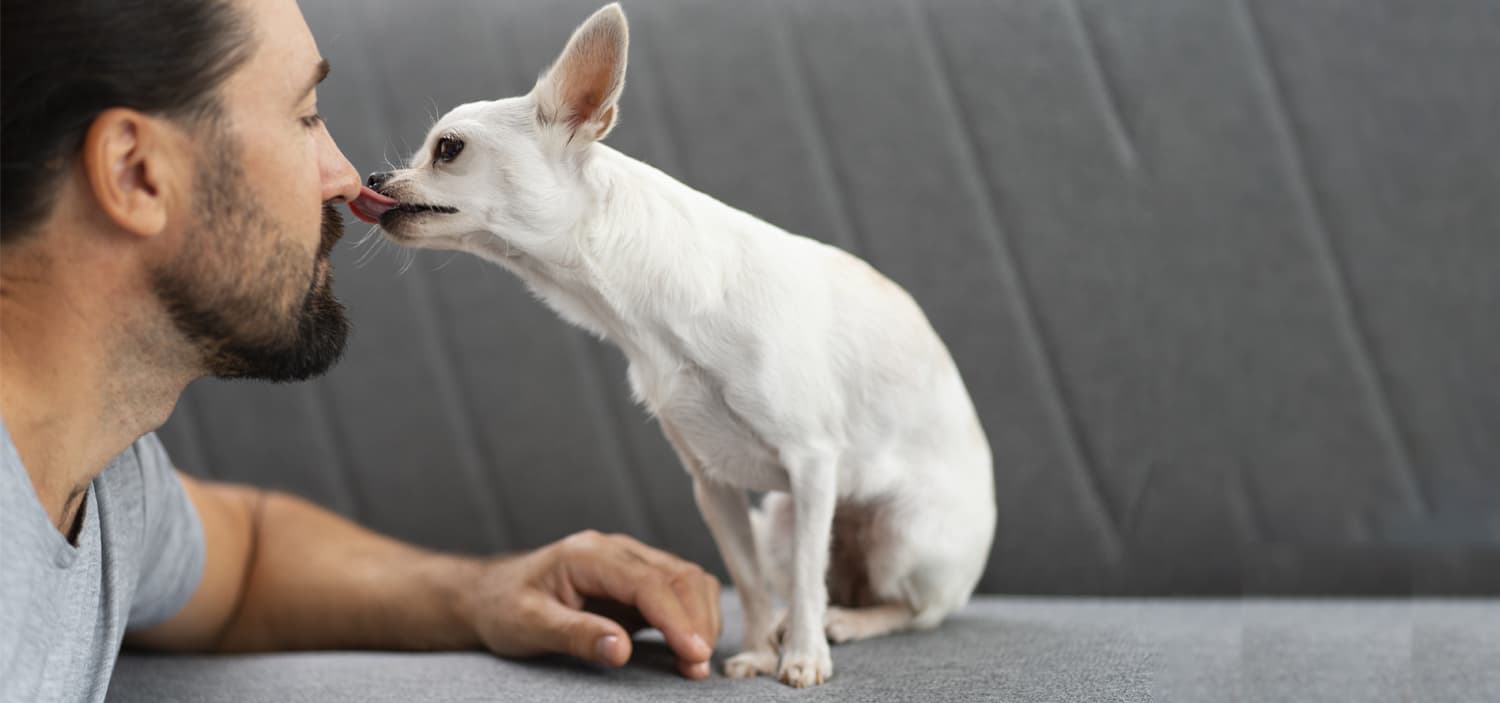 chien qui lèche visage