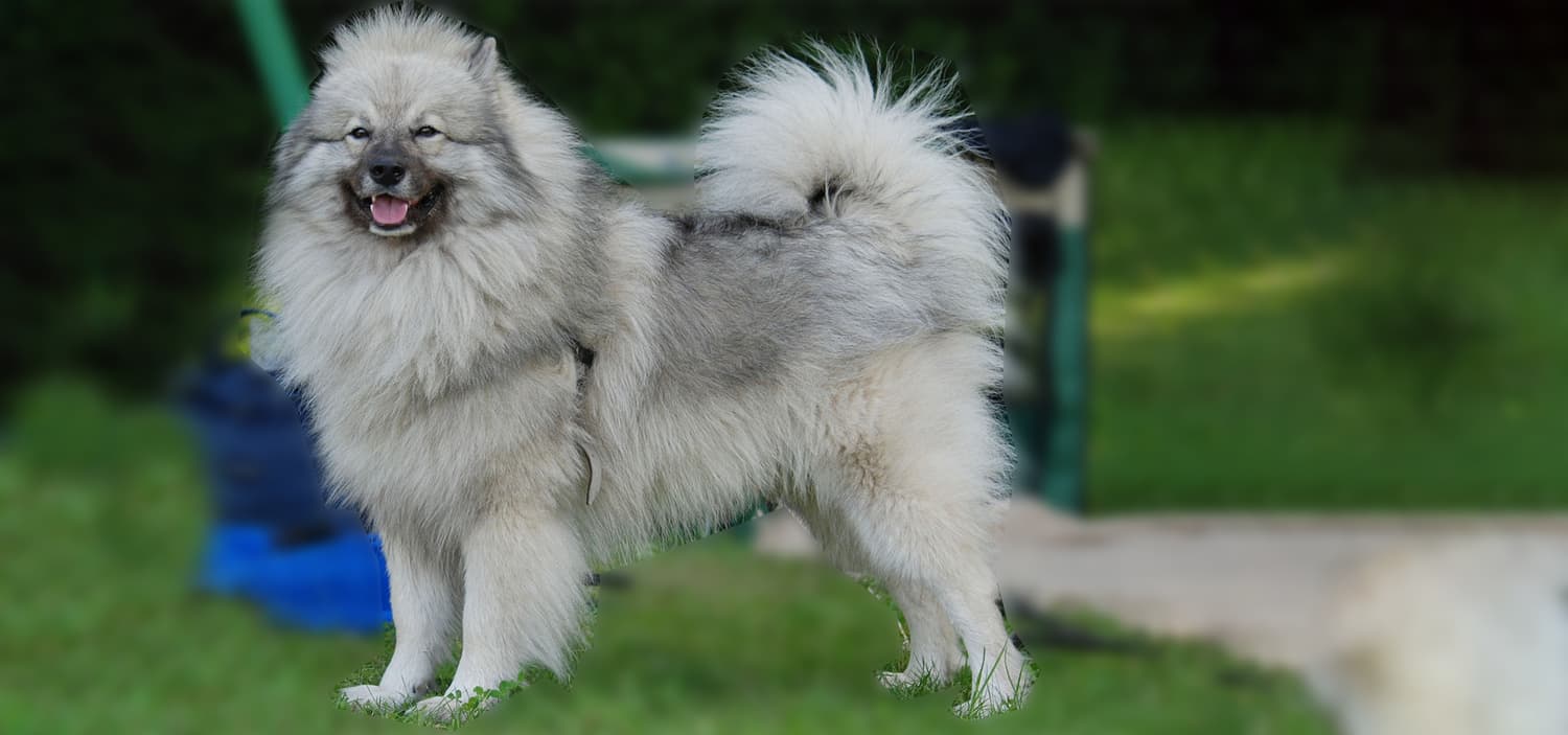 chien spitz loup