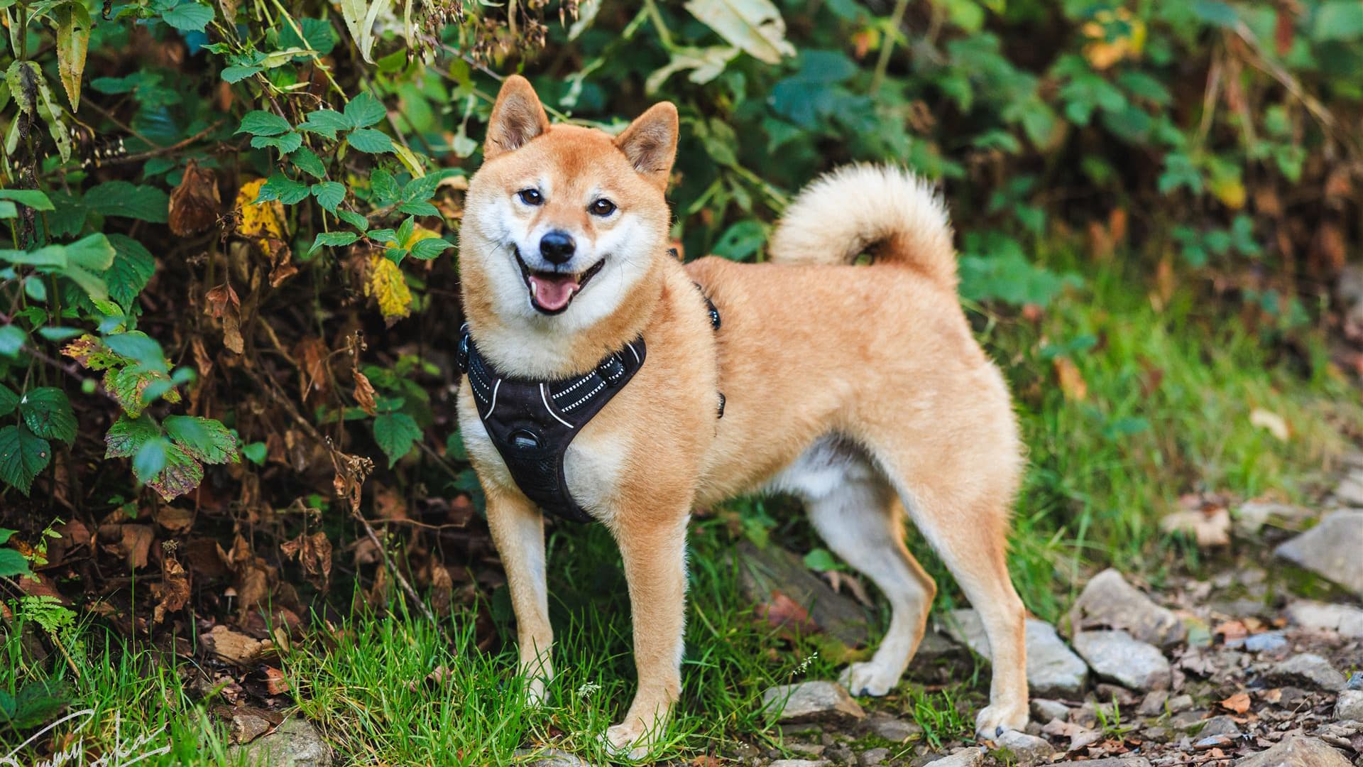 chien taille moyenne
