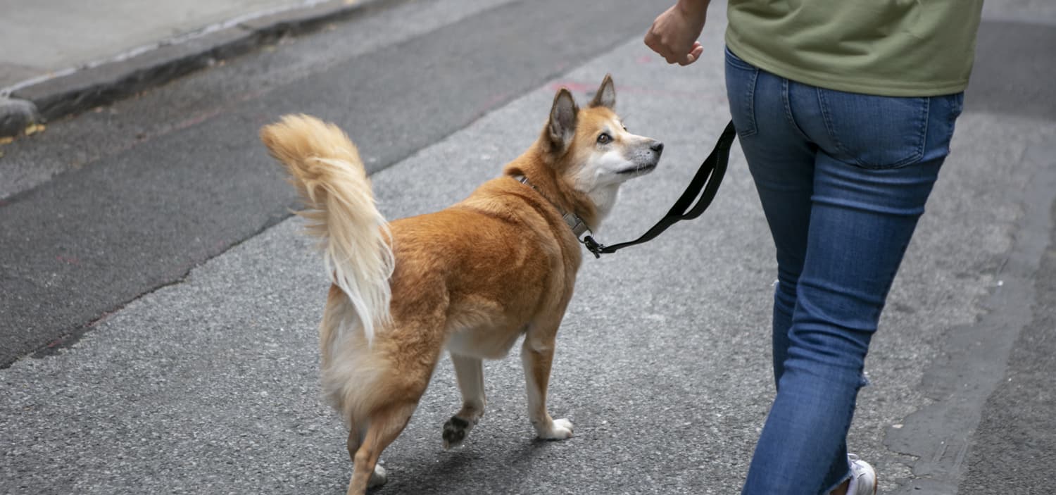 pourquoi mon chien tire en laisse