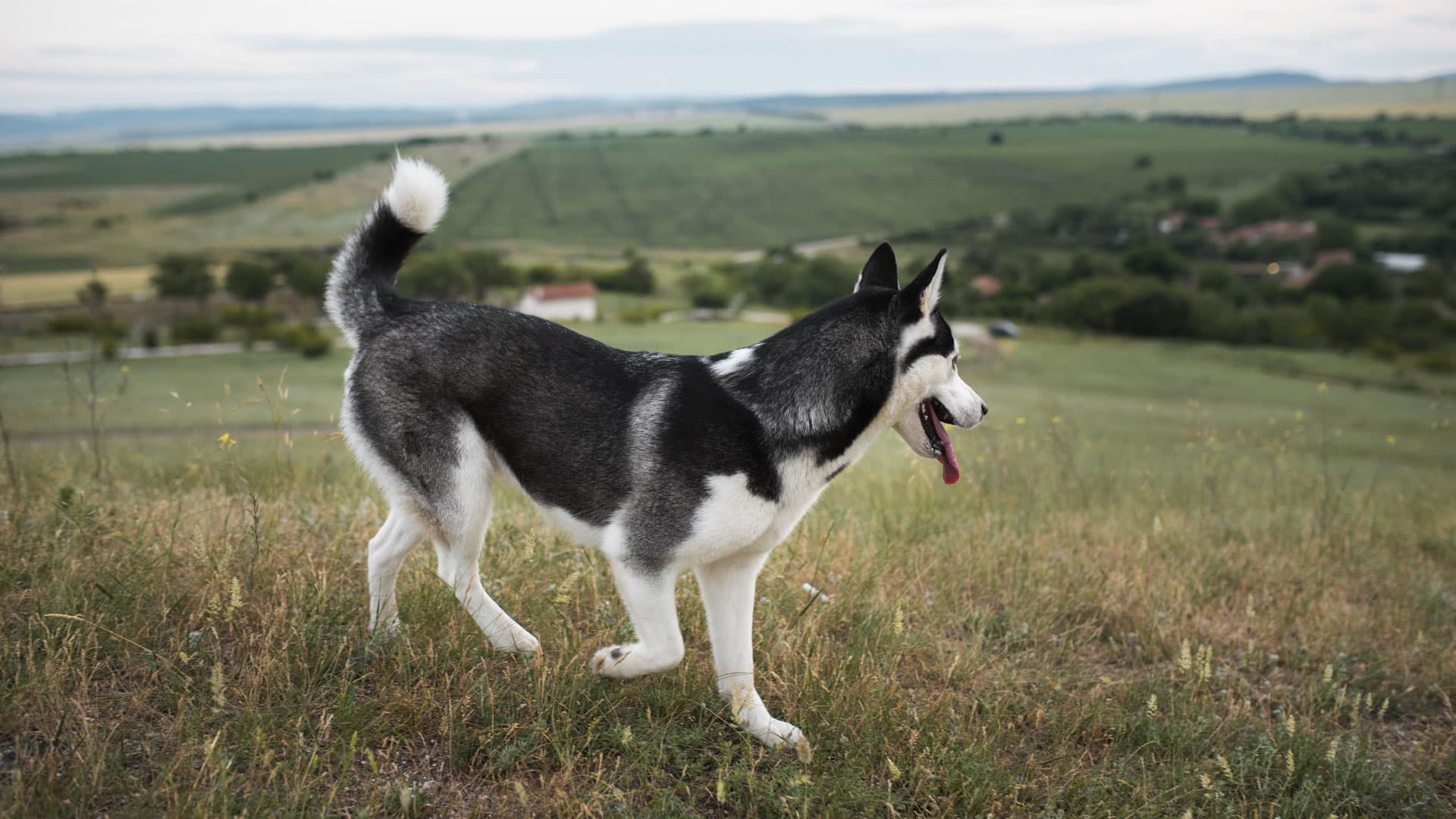 chien trouvé que faire