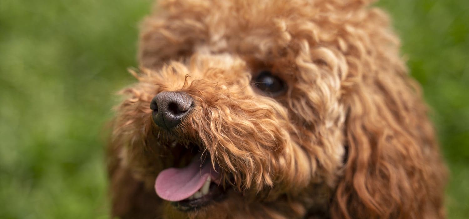 Chien croisé hypoallergénique