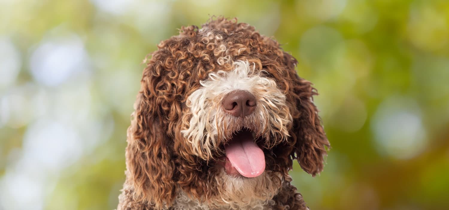 chien moyen hypoallergénique