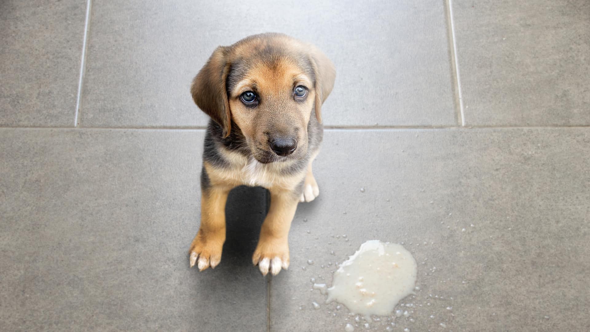 Chien qui vomit