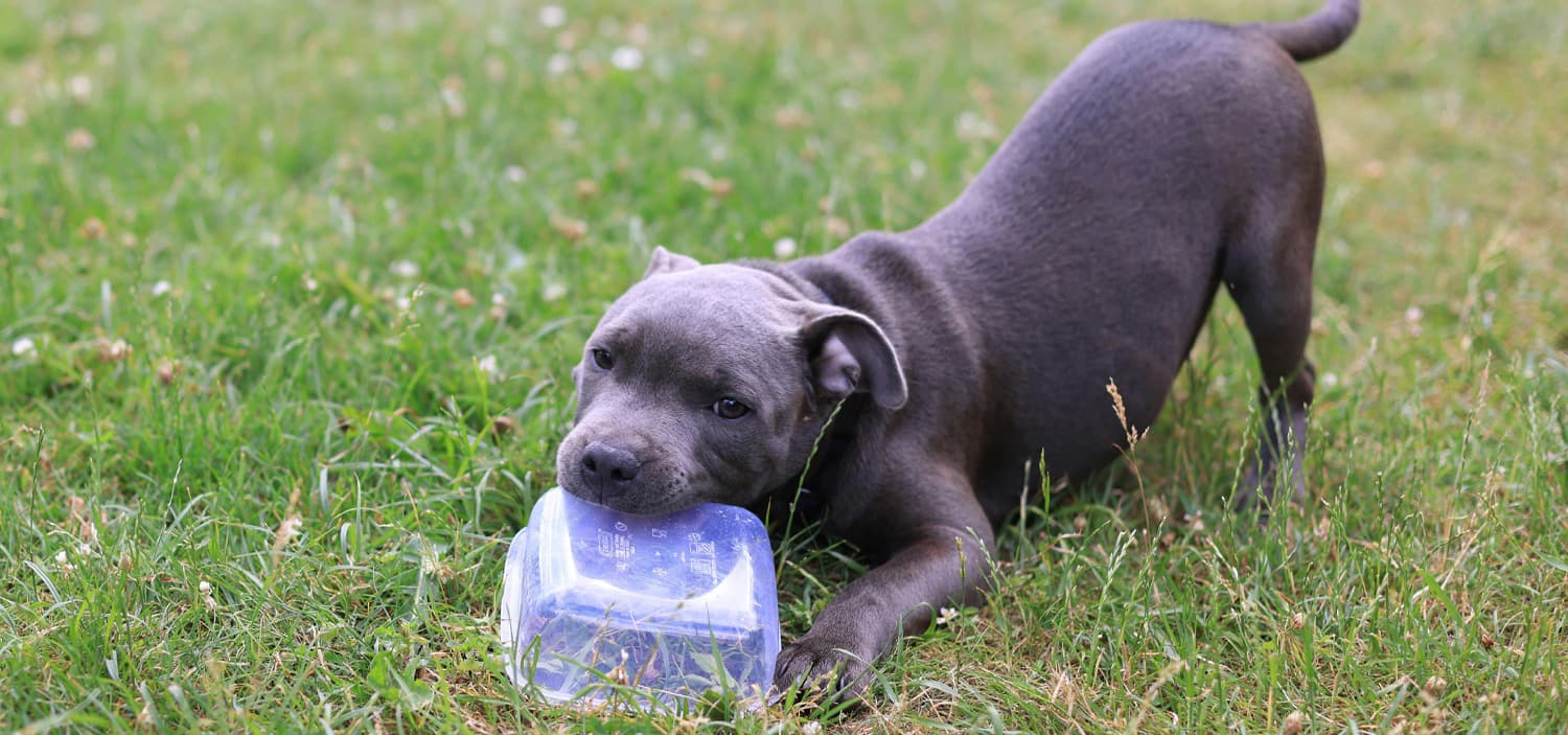 chiot american staff gris