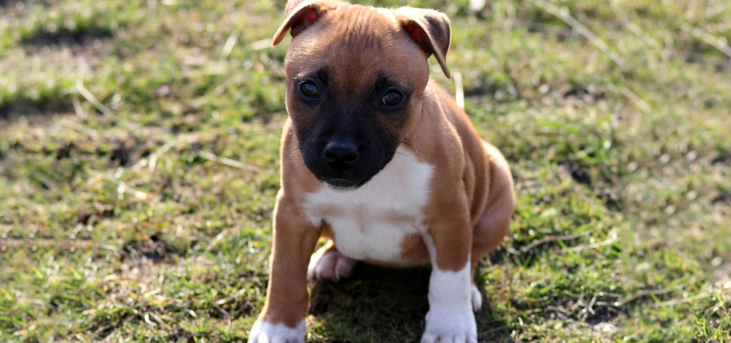 chiot american staff marron