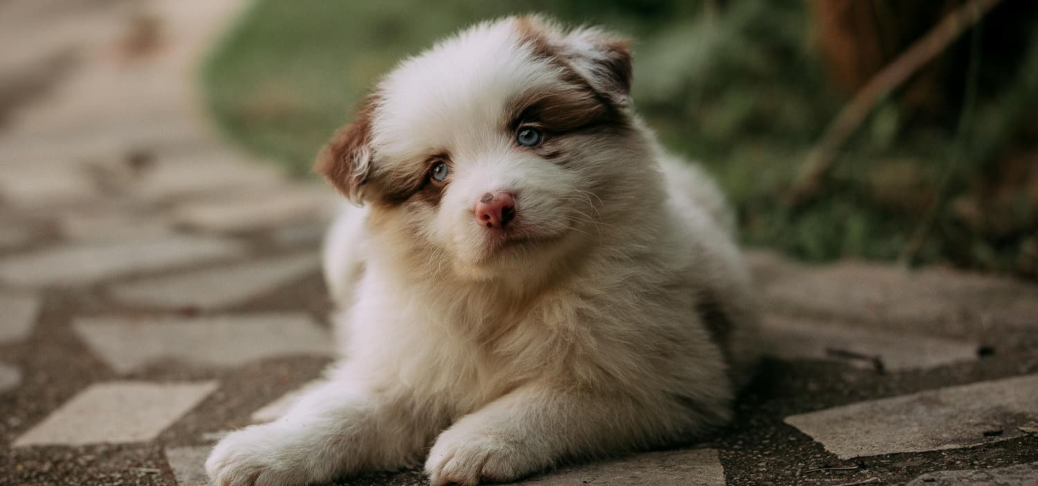 chiot berger americain miniature