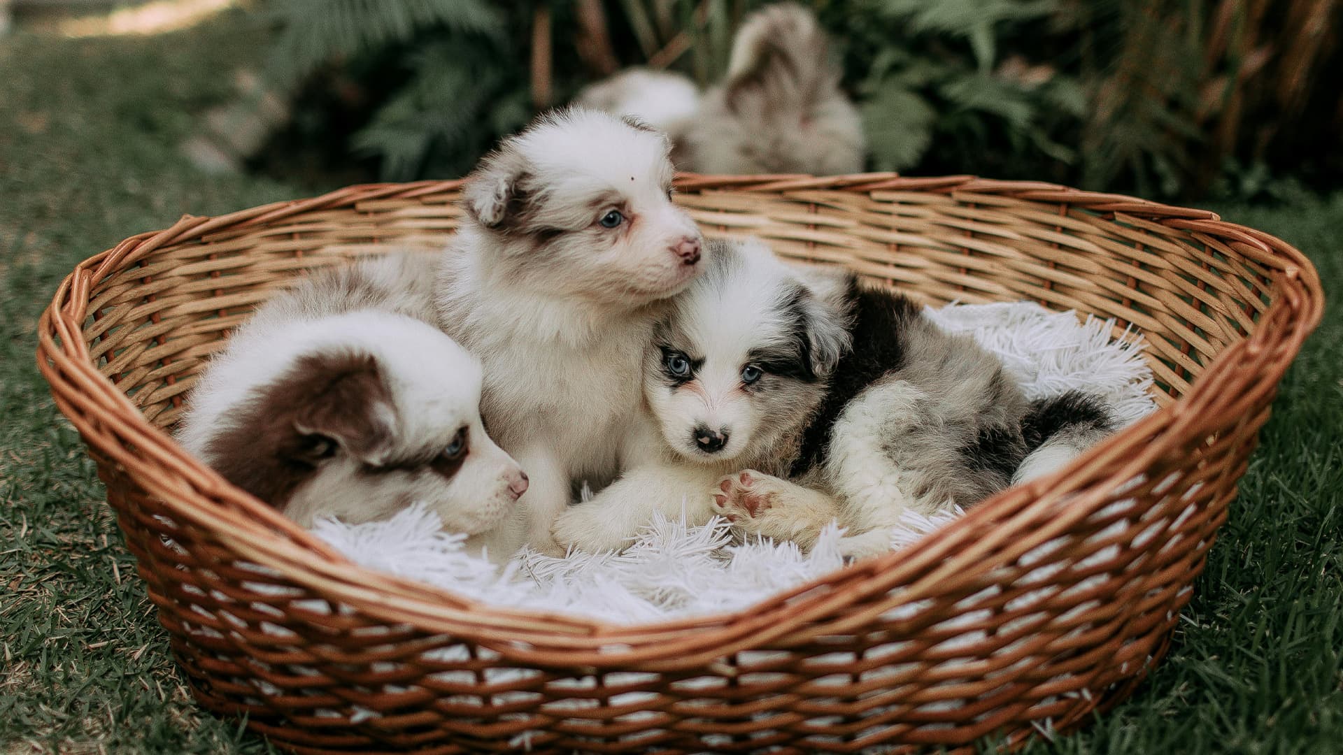 chiot berger americain miniature