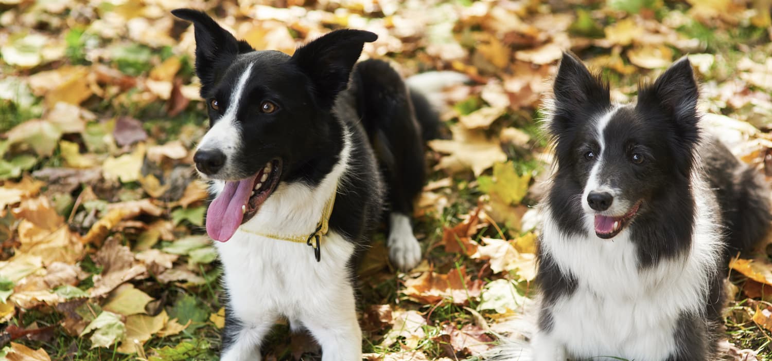chiots border collie