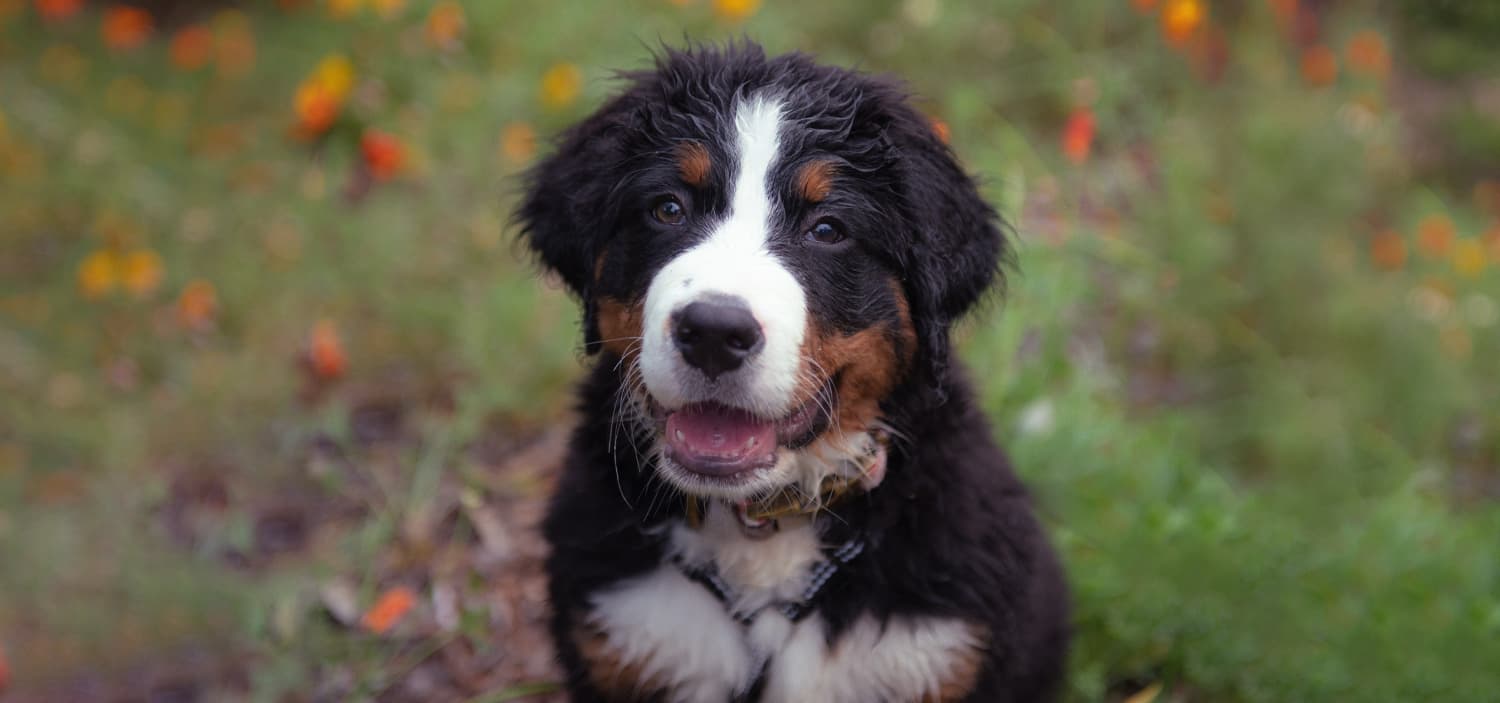 chiot bouvier bernois