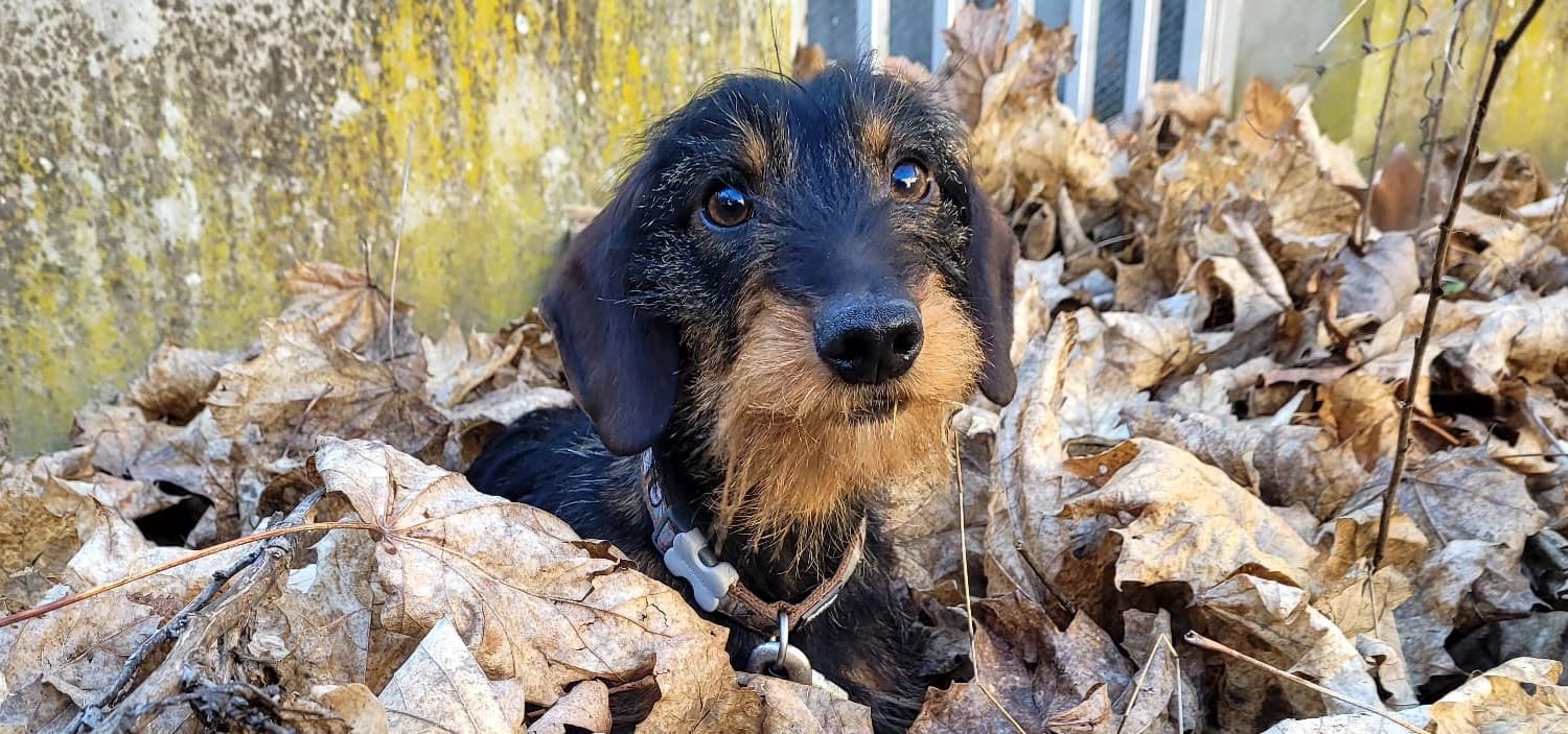 chiot teckel kaninchen poil dur